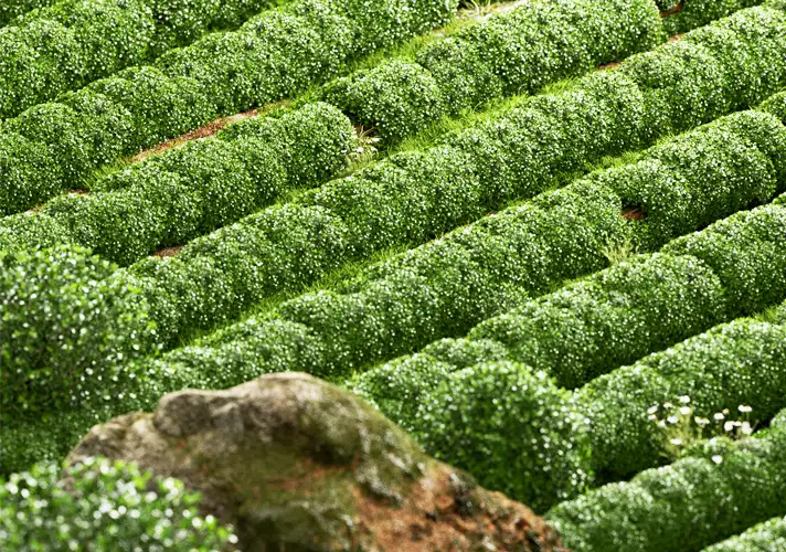 模漾网-Octane工程-茶树茶垅原野茶叶绿茶-茶园场景