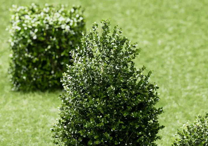 模漾网-Octane工程-春意盎然绿篱草坪园艺-修剪场景