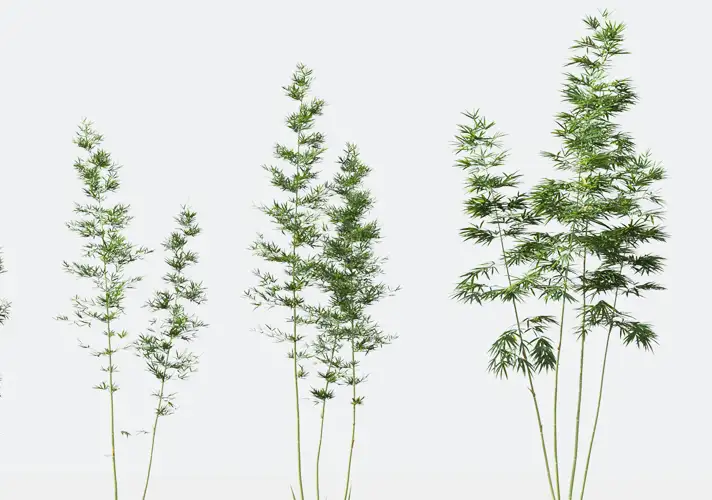 模漾网-10P-竹子竹株箭竹植物-模型-C4D-Karr Bamboo