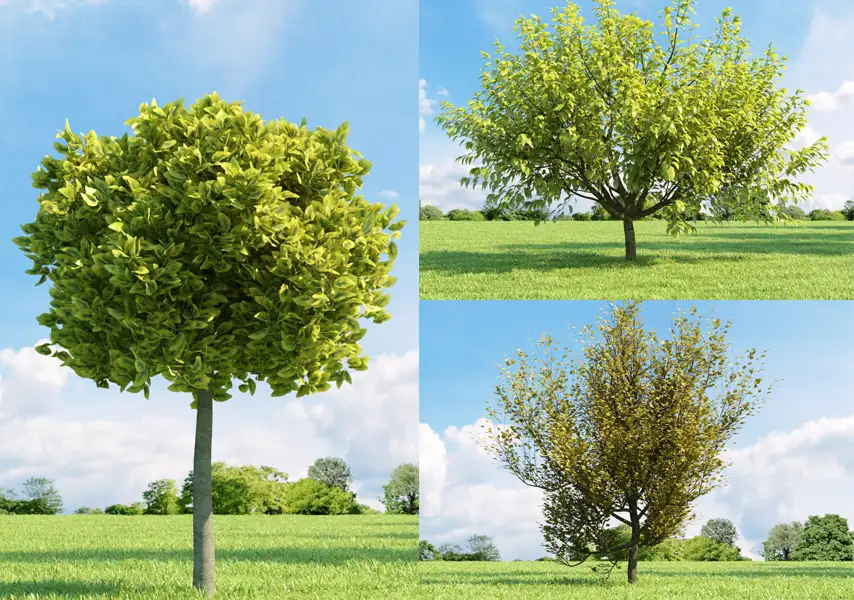 模漾网-102P-绿植树木乔木常绿植物枫树柳树樱花树-模型合集