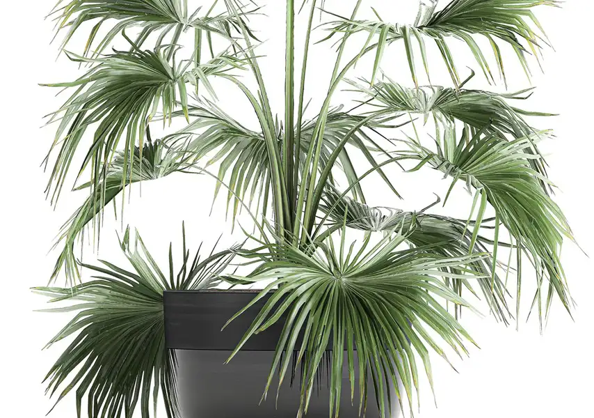 模漾网-1P-花盆棕榈扇掌绿植-模型-Decorative palm in a flowerpot