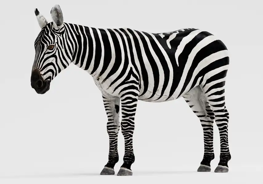 模漾网-1P-斑马模型-绑定动画毛发系统-VFX Grace-Zebra Animation