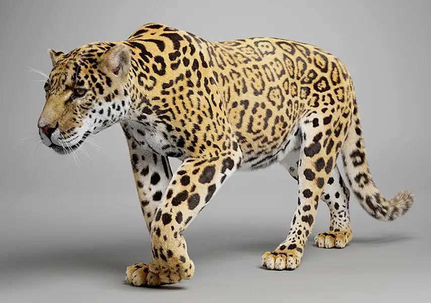 模漾网-1P-美洲豹绑定动画毛发渲染动物角色-VFX Grace-Panthera Onca