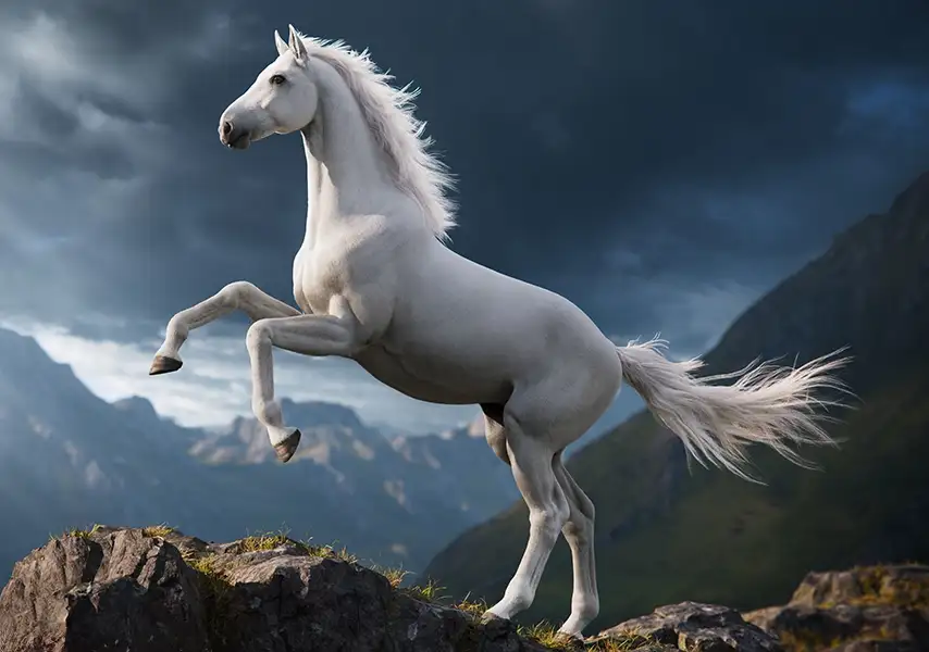 模漾网-1P-白色骏马3D马匹模型-White Horse Animation