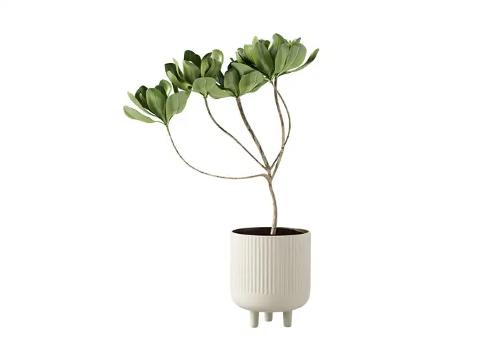 模漾网-1P-陶罐植物盆-Terracotta Bowl L with Plant by Kristina Dam Studio