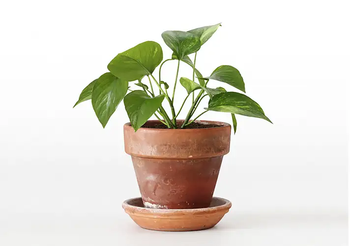 模漾网-1P-室内绿植盆栽植物3D模型 3DCollective – Interior Plants Pack 01