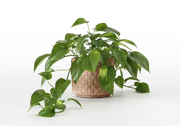 模漾网-1P-室内绿植盆栽植物3D模型 3DCollective – Interior Plants Pack 02