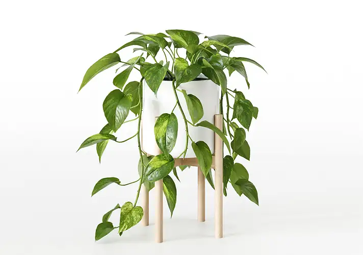 模漾网-1P-室内绿植盆栽植物3D模型 3DCollective – Interior Plants Pack 04