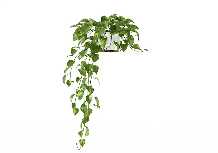 模漾网-1P-室内绿植盆栽植物3D模型 3DCollective – Interior Plants Pack 05