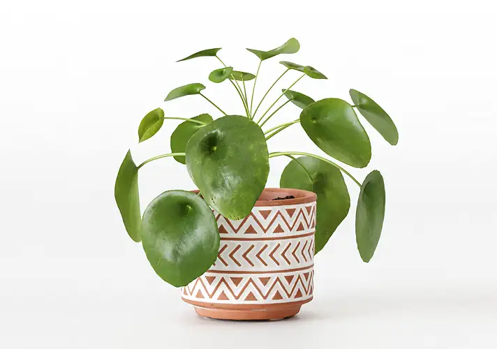 模漾网-1P-室内绿植盆栽植物3D模型 3DCollective – Interior Plants Pack 07