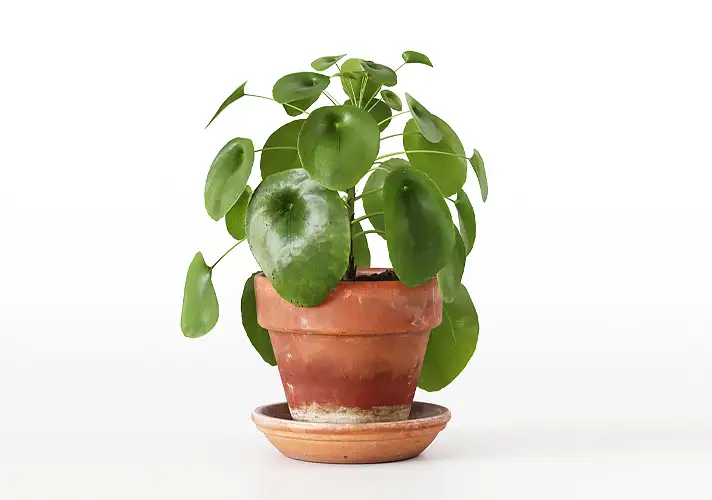 模漾网-1P-室内绿植盆栽植物3D模型 3DCollective – Interior Plants Pack 11