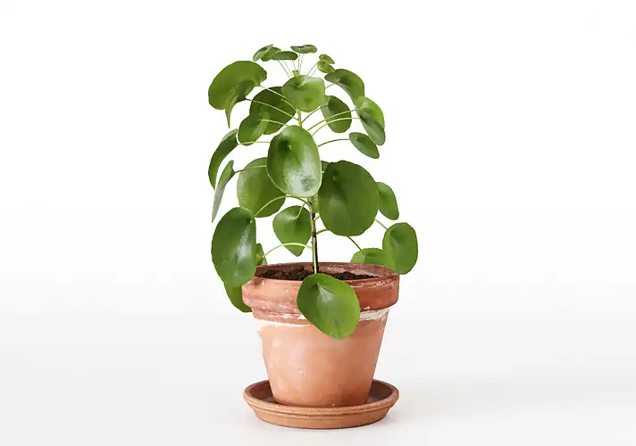 模漾网-1P-室内绿植盆栽植物3D模型 3DCollective – Interior Plants Pack 12