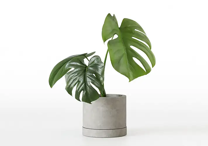 模漾网-1P-室内绿植盆栽植物3D模型 3DCollective – Interior Plants Pack 13