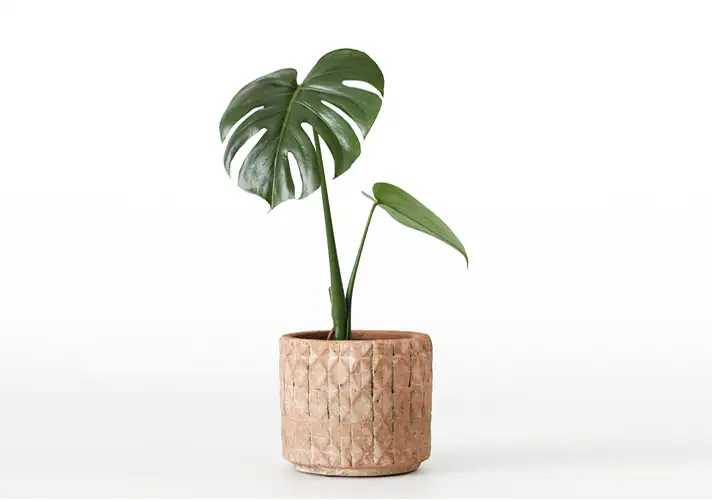 模漾网-1P-室内绿植盆栽植物3D模型 3DCollective – Interior Plants Pack 14