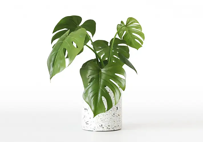 模漾网-1P-室内绿植盆栽植物3D模型 3DCollective – Interior Plants Pack 15