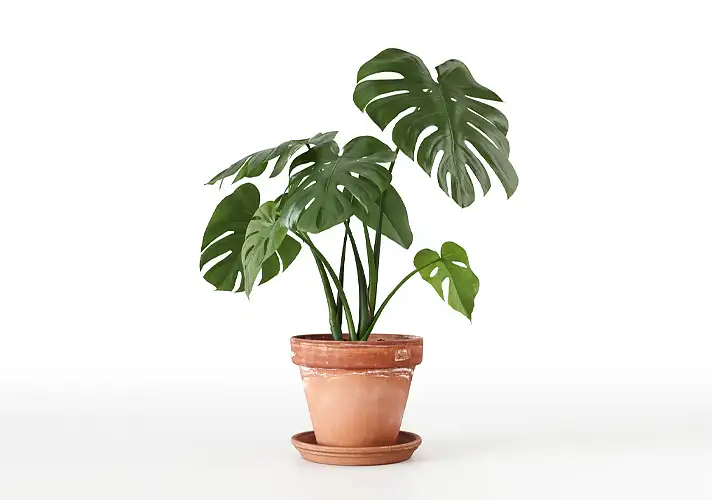 模漾网-1P-室内绿植盆栽植物3D模型 3DCollective – Interior Plants Pack 16