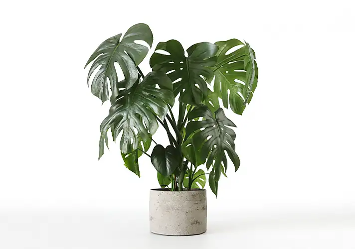 模漾网-1P-室内绿植盆栽植物3D模型 3DCollective – Interior Plants Pack 18