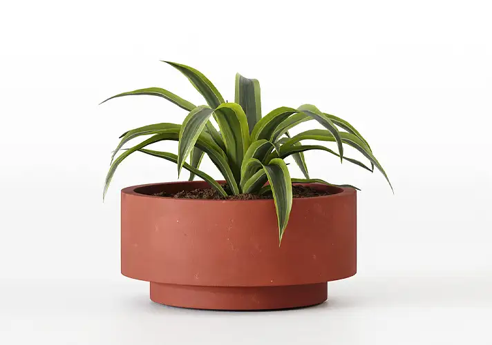 模漾网-1P-室内绿植盆栽植物3D模型 3DCollective – Interior Plants Pack 19