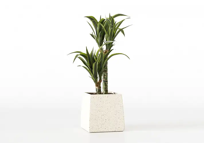 模漾网-1P-室内绿植盆栽植物3D模型 3DCollective – Interior Plants Pack 21