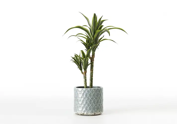 模漾网-1P-室内绿植盆栽植物3D模型 3DCollective – Interior Plants Pack 22