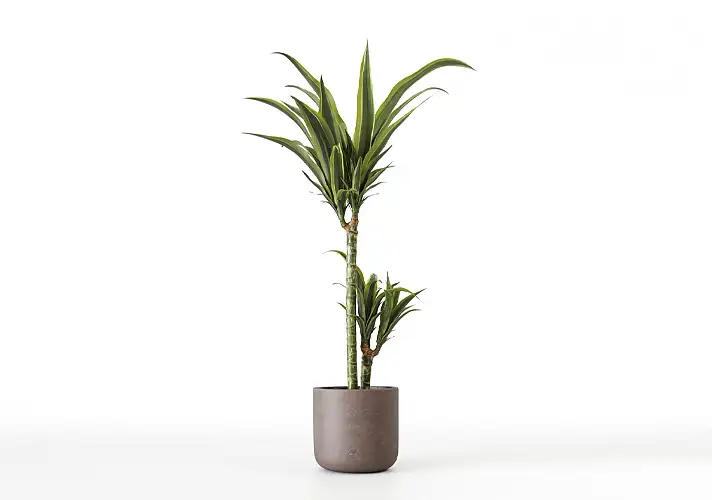 模漾网-1P-室内绿植盆栽植物3D模型 3DCollective – Interior Plants Pack 24
