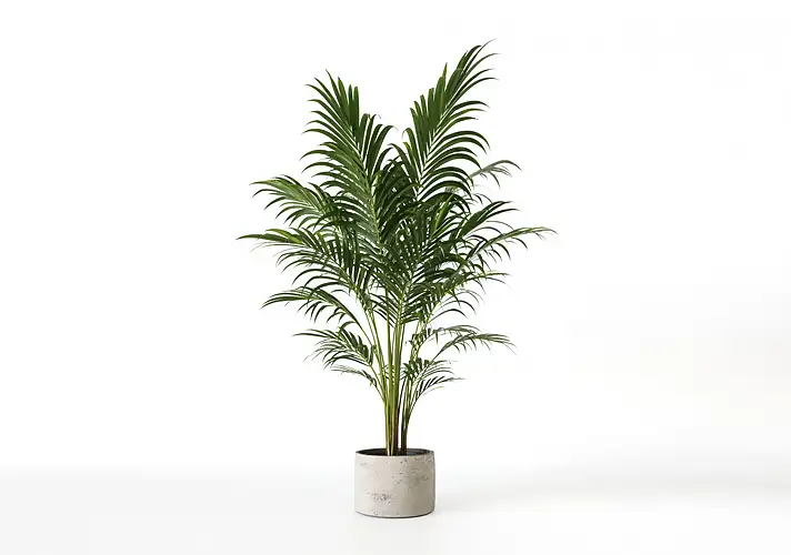 模漾网-1P-室内绿植盆栽植物3D模型 3DCollective – Interior Plants Pack 41