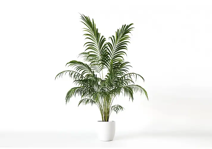 模漾网-1P-室内绿植盆栽植物3D模型 3DCollective – Interior Plants Pack 42