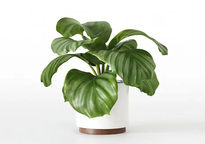 模漾网-1P-室内绿植盆栽植物3D模型 3DCollective – Interior Plants Pack 43