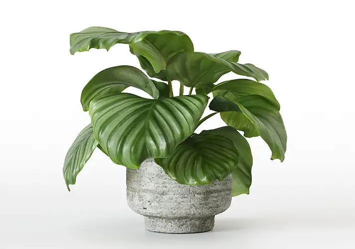 模漾网-1P-室内绿植盆栽植物3D模型 3DCollective – Interior Plants Pack 44