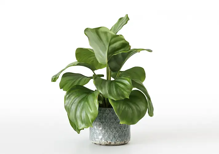 模漾网-1P-室内绿植盆栽植物3D模型 3DCollective – Interior Plants Pack 45