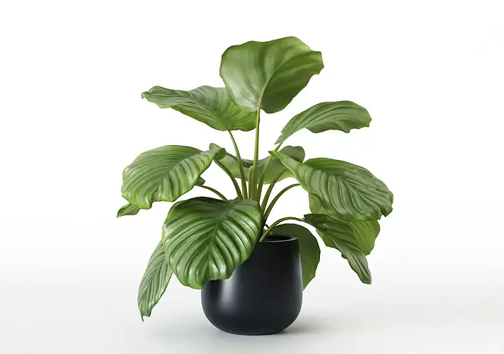 模漾网-1P-室内绿植盆栽植物模型 3DCollective-Interior Plants Pack 46