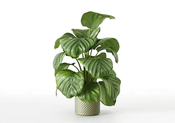 模漾网-1P-室内绿植盆栽植物3D模型 3DCollective – Interior Plants Pack 47