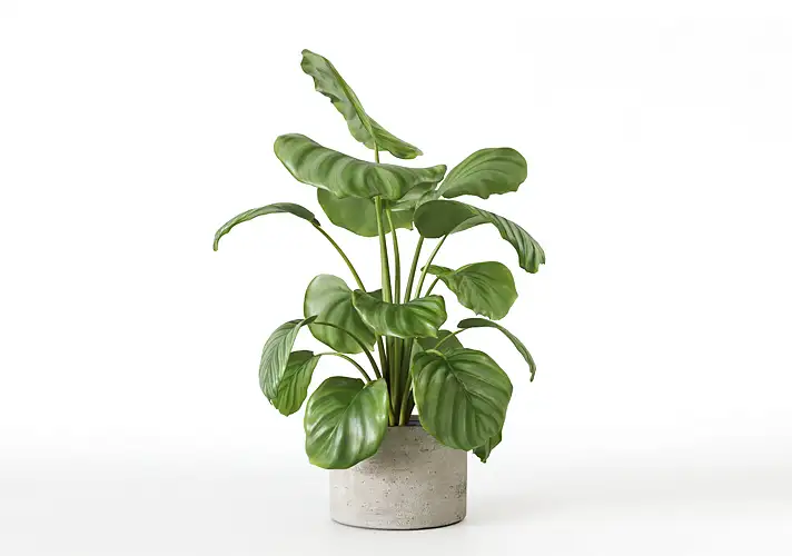 模漾网-1P-室内绿植盆栽植物3D模型 3DCollective – Interior Plants Pack 48