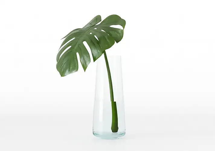 模漾网-1P-室内绿植盆栽植物3D模型 3DCollective – Interior Plants Pack 49