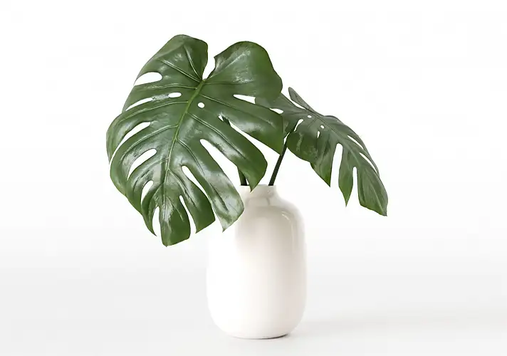 模漾网-1P-室内绿植盆栽植物3D模型 3DCollective – Interior Plants Pack 50