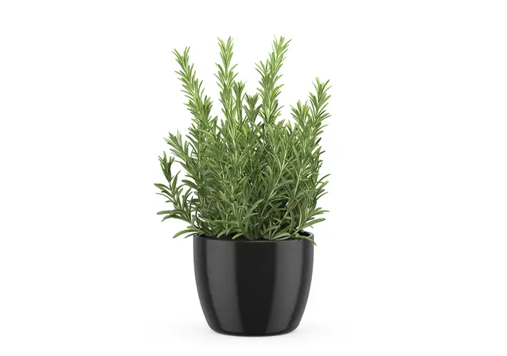 模漾网-1P-迷迭香花盆-flowerpot-22