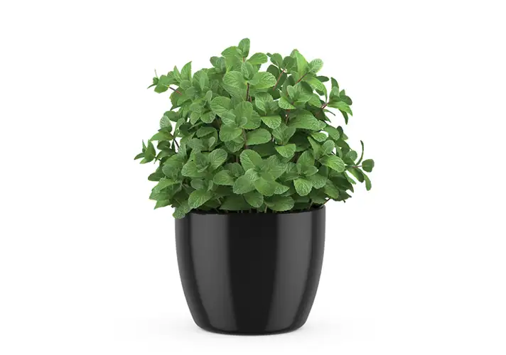 模漾网-1P-薄荷花盆-flowerpot-25