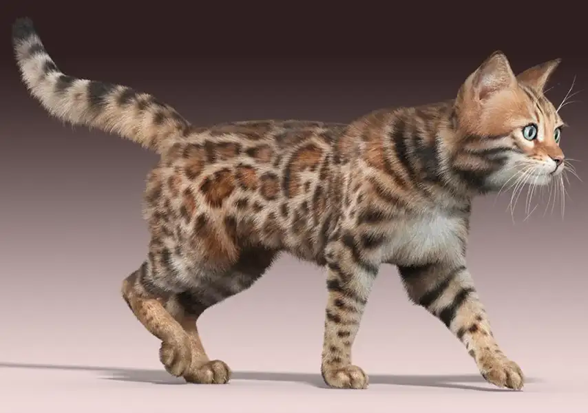 模漾网-1P-中华狸花猫工程(骨骼绑定)-Abyssinian Cat-Bengal Cat