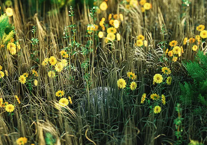 模漾网-1P-花草草地-flowers-Octane-C4D工程