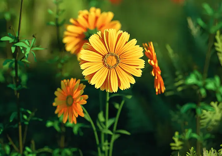 模漾网-1P-花草金盏花-Calendula officinalis-Octane-C4D工程