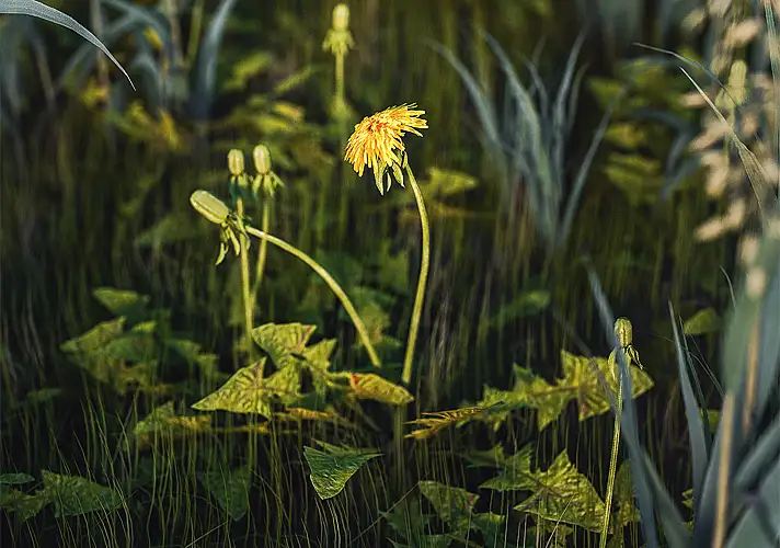 模漾网-1P-花草蒲公英-Taraxacum Mongolicum-Octane-C4D工程