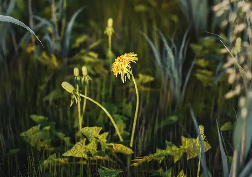 模漾网-1P-绿色植物黄色蒲公英花-Grass-C4D工程