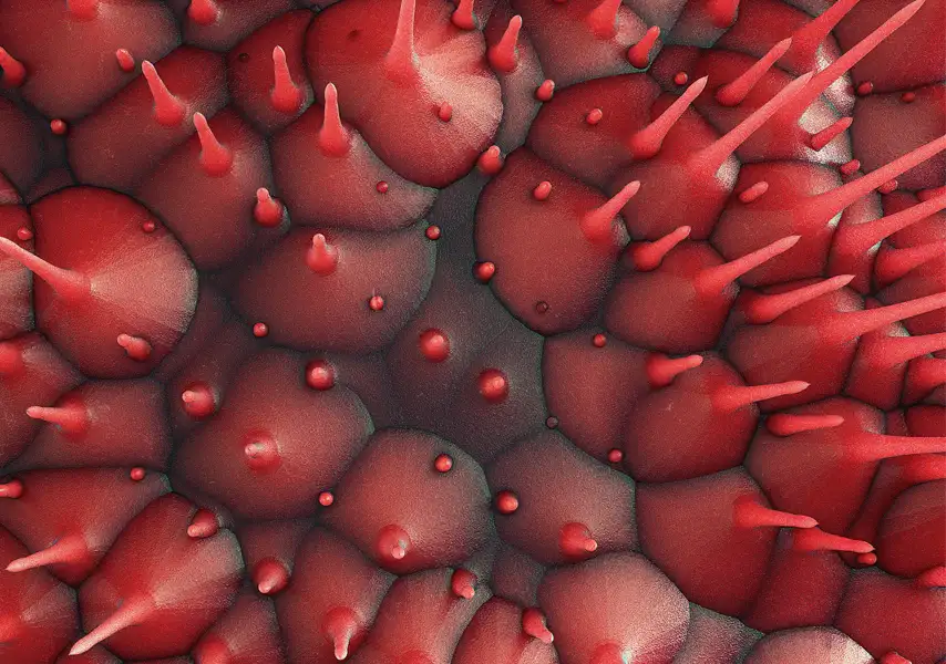 模漾网-1P-红色突出尖刺场景-Octane-Pomegranate-C4D工程