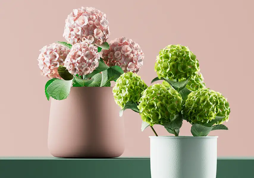 模漾网-1P-C4D-盆裁绣球花-OCTANE-绣球花模型-Hydrangea