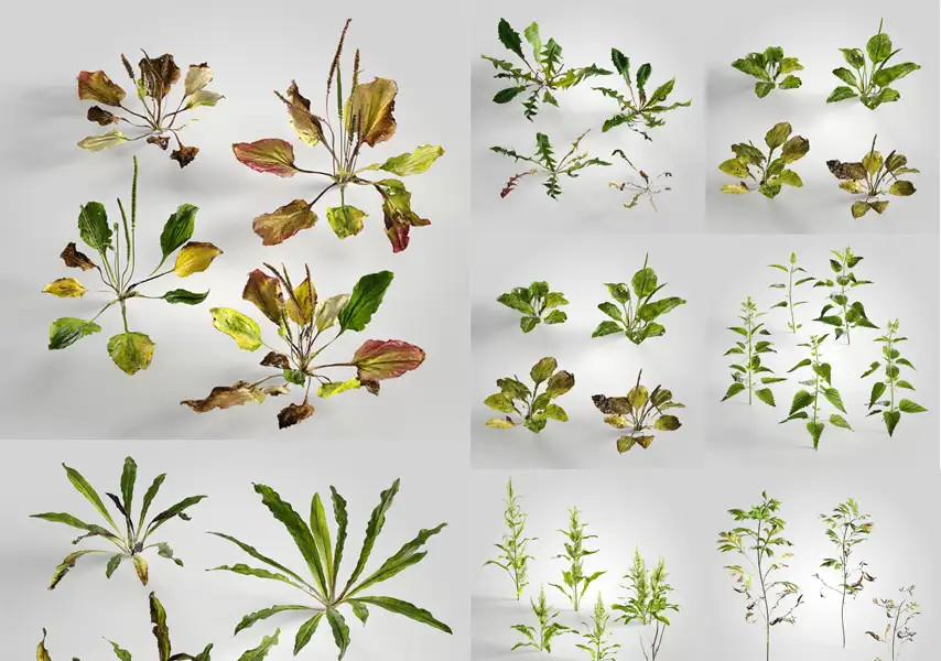 模漾网-14P-植物灌木树叶叶子绿植-模型集合