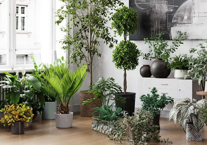 模漾网-20P-绿植盆裁室内植物盆景-模型集合 V2