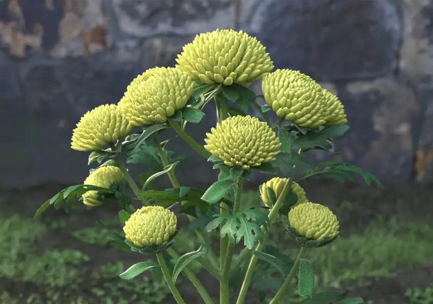 模漾网-60P-花朵花卉绣球花菊花水仙花风信子-模型合集