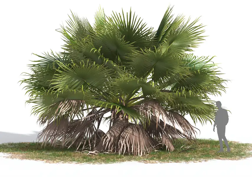 模漾网-72P-树木植物热带阔叶树木果树柏树-模型合集