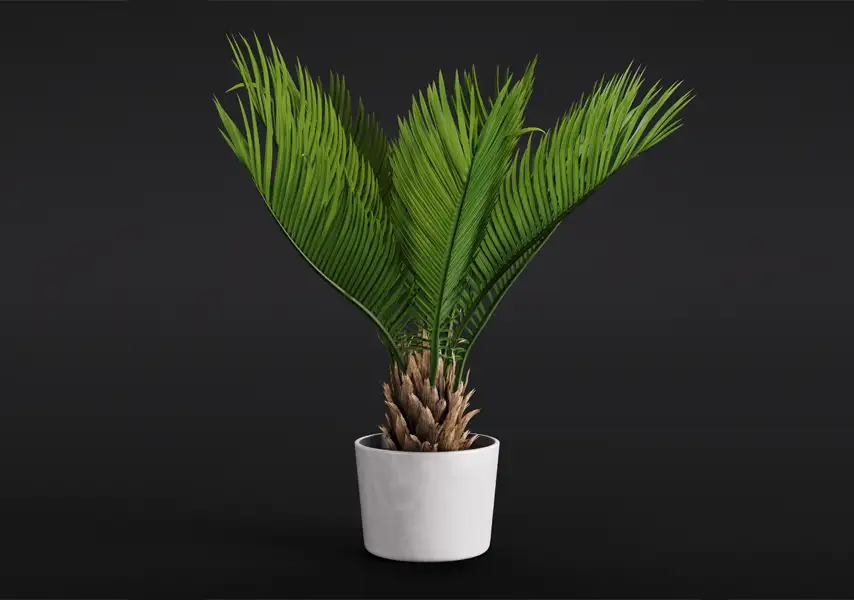 模漾网-1P-铁树苏铁白色陶瓷盆栽-模型