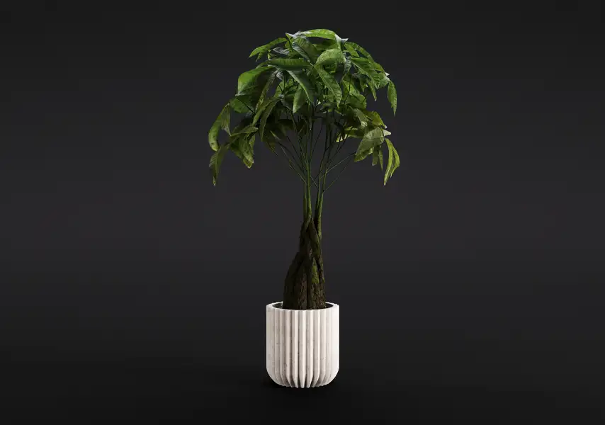 模漾网-1P-发财树绿植白色陶瓷盆栽-模型